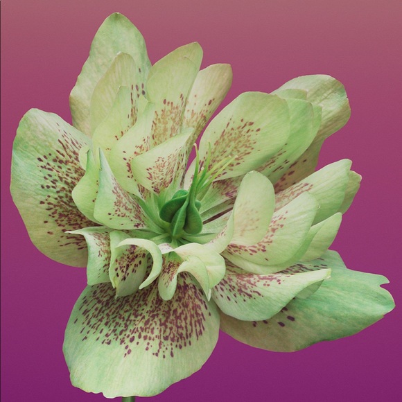 Meet your Posher, Luna - Picture 1 of 1